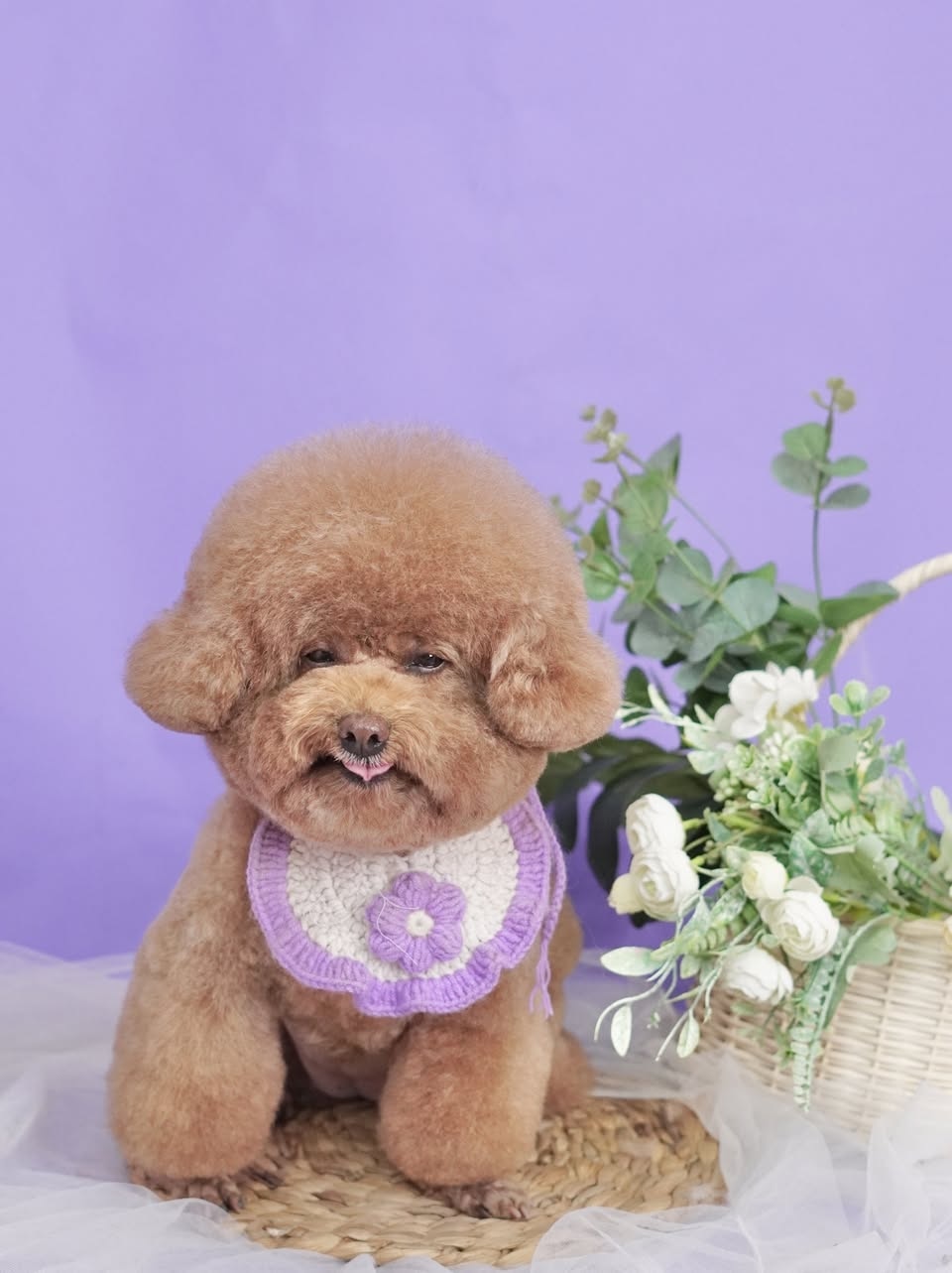 huyền trần bamin pet-1