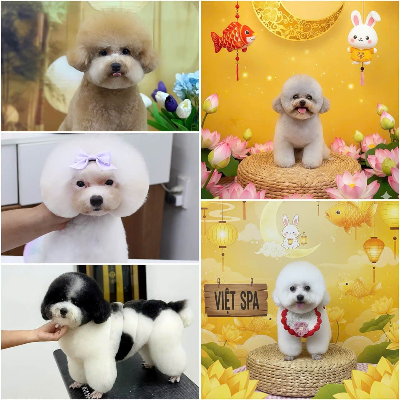 Võ Văn Việt Thú Cưng