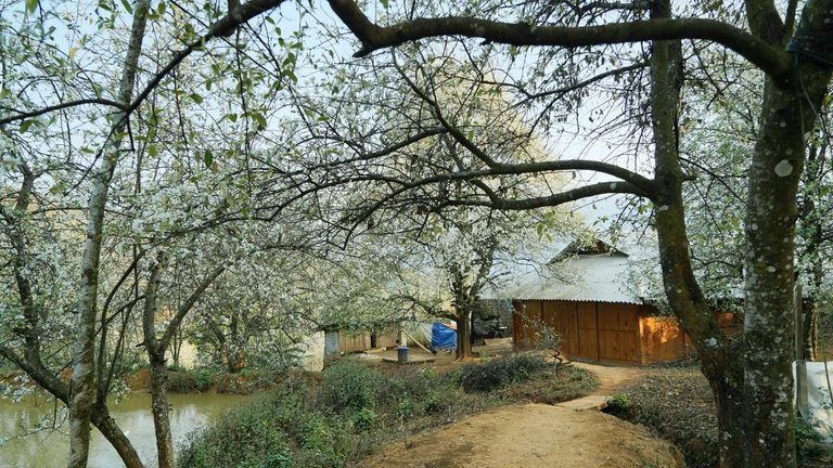 Khắp bản Nậm Nghẹp, đâu đâu cũng được phủ trắng bởi hoa sơn tra (Ảnh: A Chu)