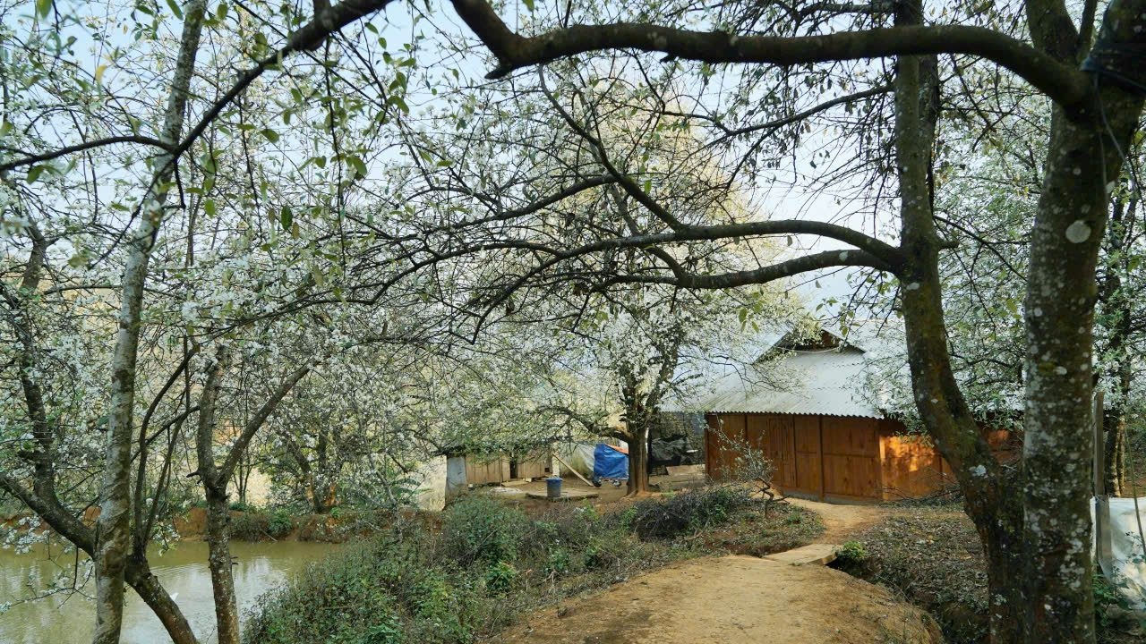 Khắp bản Nậm Nghẹp, đâu đâu cũng được phủ trắng bởi hoa sơn tra (Ảnh: A Chu)